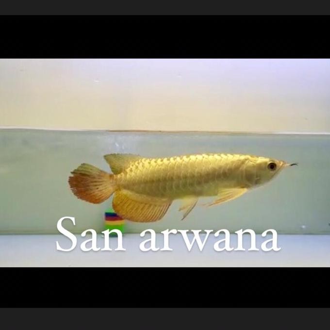 Golden Crossback Arwana 24K Gold Head Co