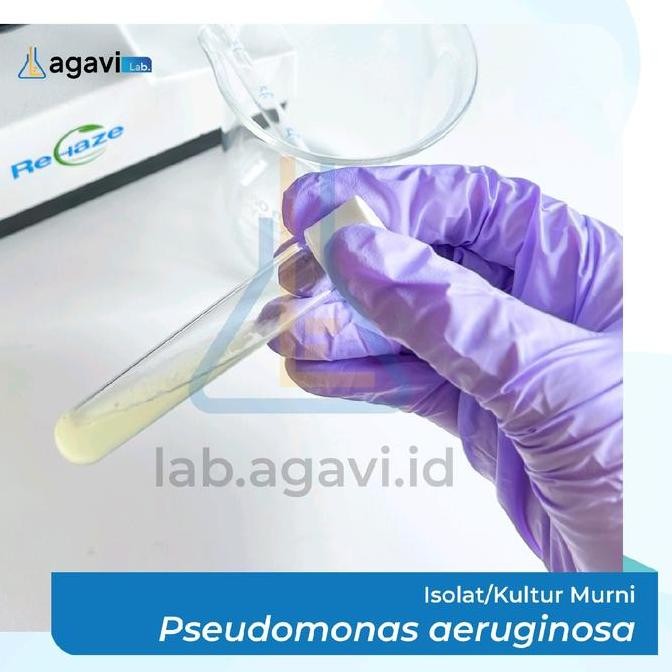 Promo Isolat/Kultur Murni Pseudomonas Aeruginosa
