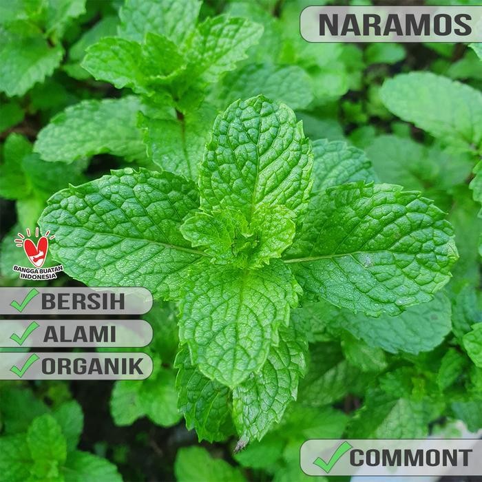 

Daun Mint Kering Cacah 1Kg