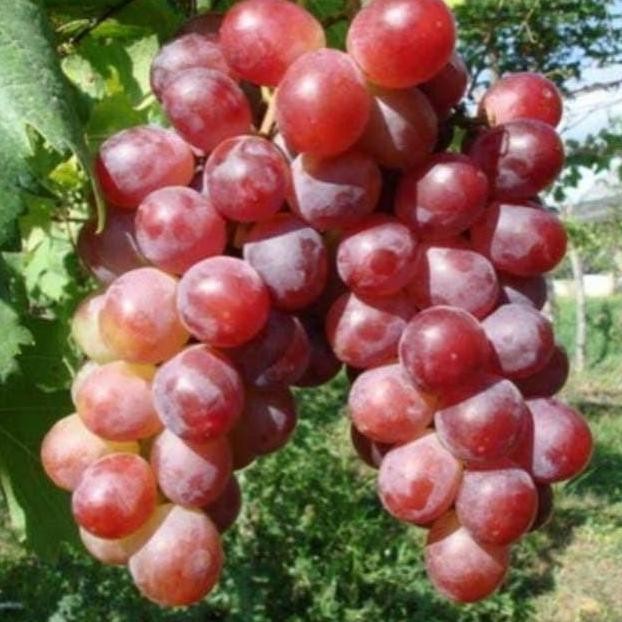 

Bibit anggur red caroline