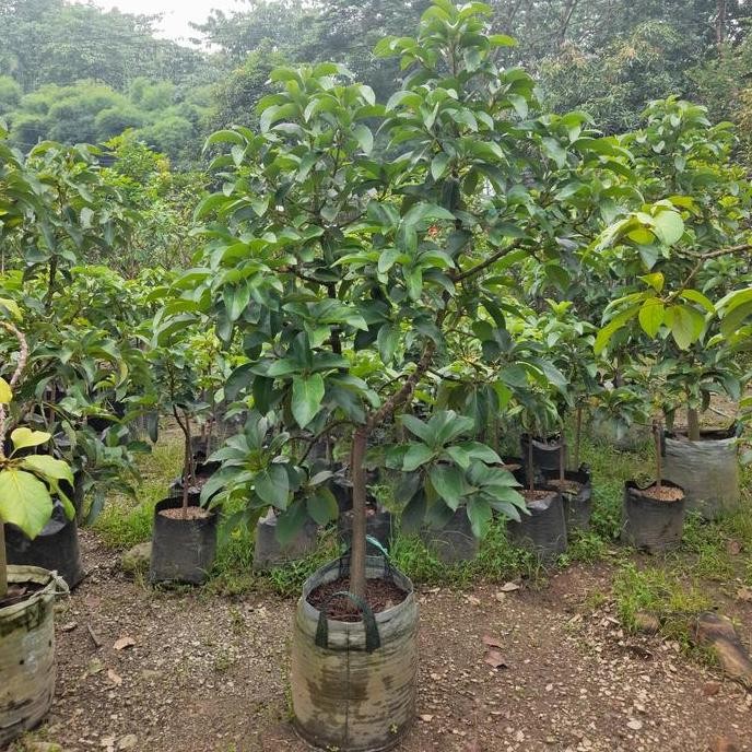 Ready pohon buah alpukat miki tinggi 2m - bibit alpukat miki siap berbuah