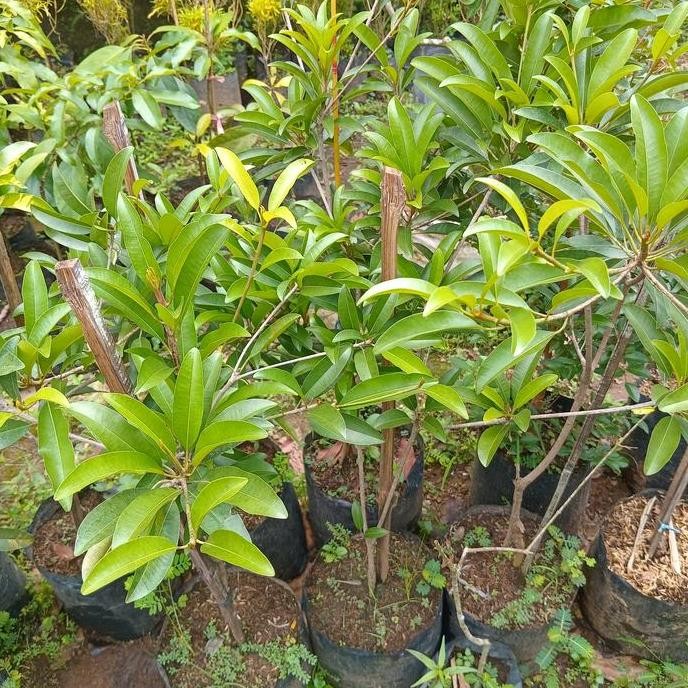 Ready bibit sawo jumbo cangkok