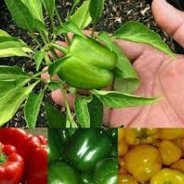 

Ready tanaman cabe paprika.