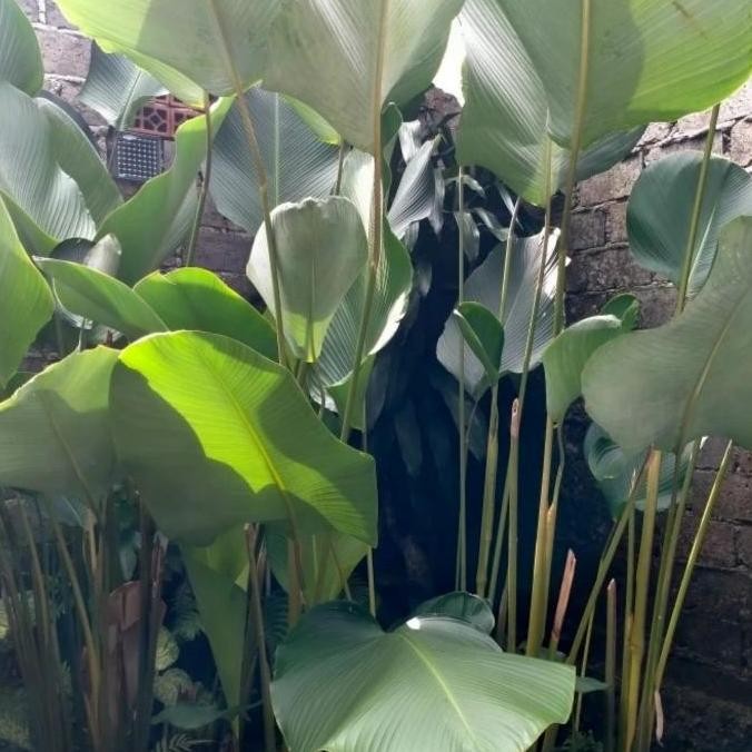 

Ready pisang chalatea tinggi 2 meter / pisang calatea / kalatea tinggi 2m