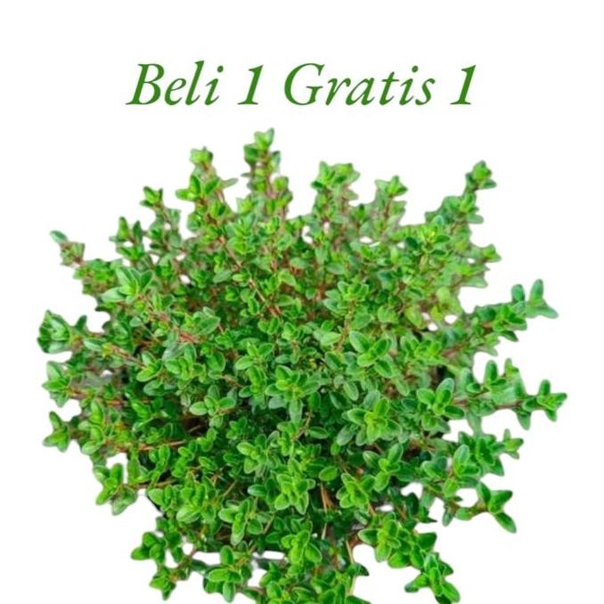 Ready Tanaman Hias Thyme // Tanaman Herbal Thyme