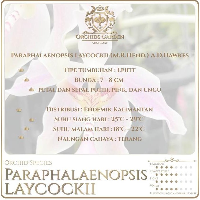 Ready ORCHIDSGARDEN Paraphalaenopsis laycockii laycoki laycocki Anggrek KOLEKTOR Fragrant Orchid Ang