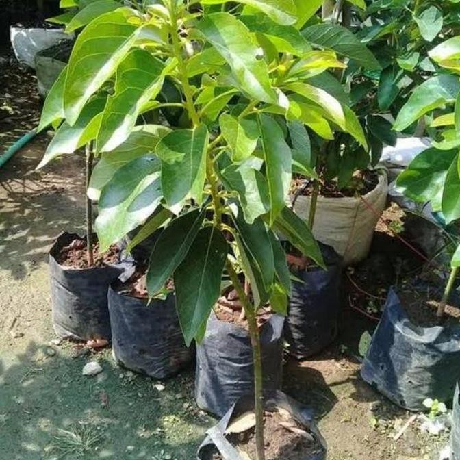 Bibit Tanaman Buah Alpukat Mentega Super Genjah Pohon Alpukat Mentega BISA COD