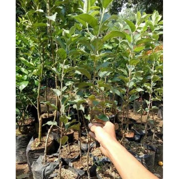 POHON Bibit tanaman buah apel merah BISA COD