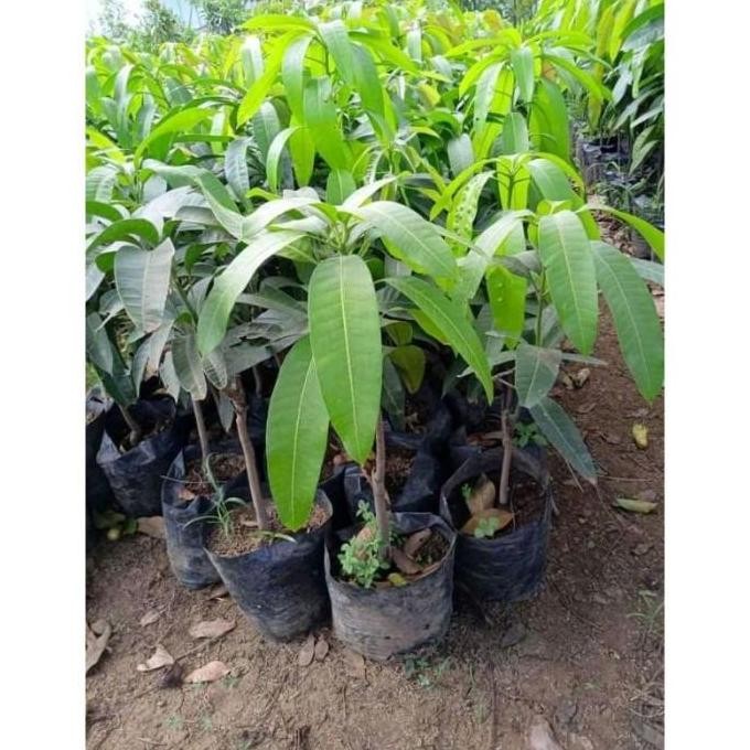 TEERCAYAA Bibit Buah Mangga Kelapa Super - Pohon Mangga Kelapa BISA COD