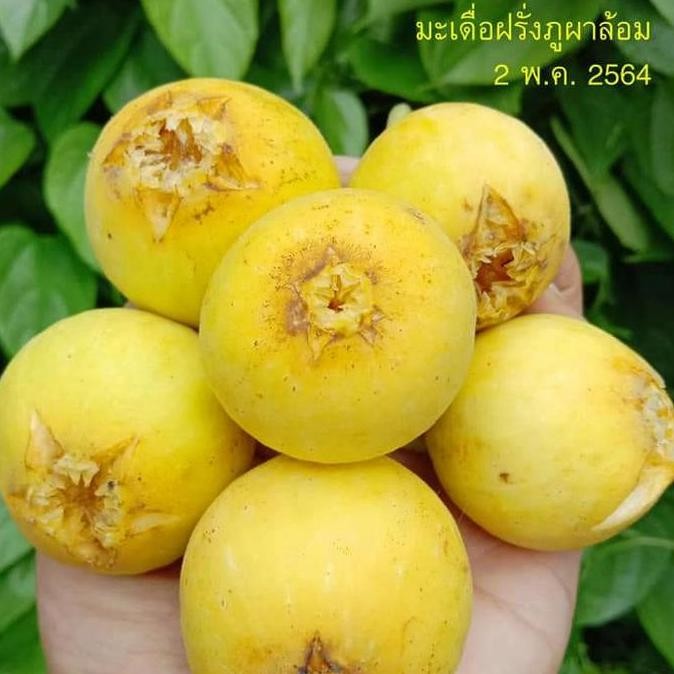 Tanaman hidup Bibit pohon buah tin kuning jumbo Excel BISA COD