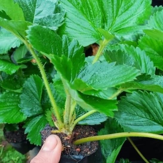 POHON bibit tanaman strberry nyoho buah BISA COD