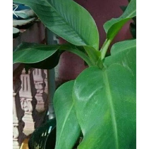 

N3W PISANG CAVENDISH / SUNPRIDE / BIBIT TANAMAN POHON BUAH SBU17 Q BISA COD