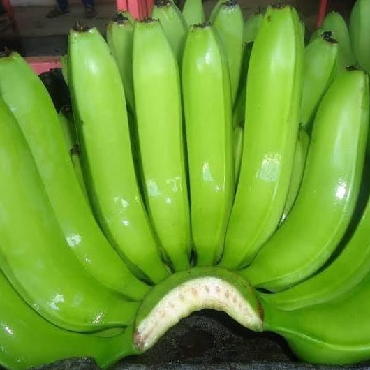 POHON Bibit Pohon Pisang Cavendish / Buah Pisang Cavendish BISA COD