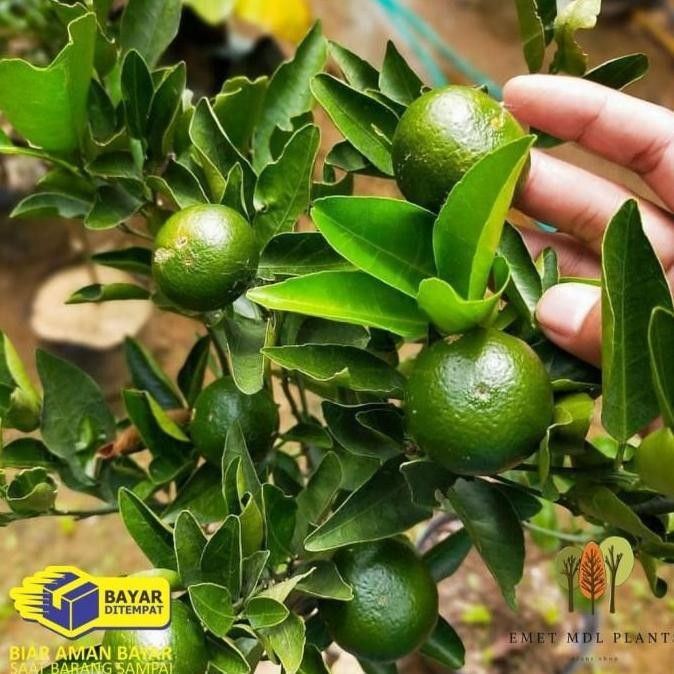 BIBIT TANAMAN BUAH JERUK SANTANG MADU ASLI POHON JERUK SANTANG MADU a BISA COD