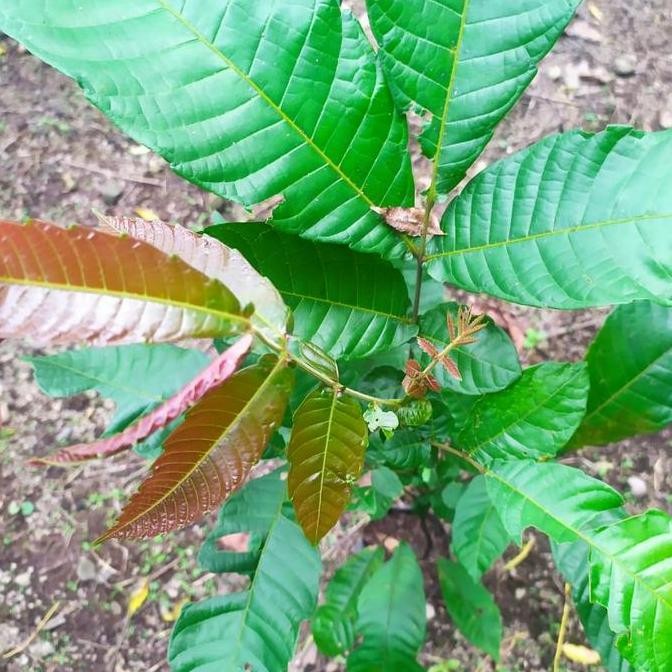 Bibit Tanaman Buah Matoa Pohon Buah Matoa BISA COD