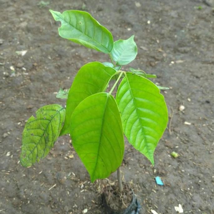 Bibit Tanaman Buah Kecapi Pohon Buah Kecapi BISA COD