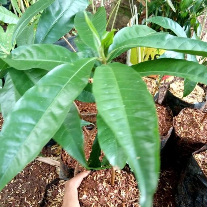 bibit pohon buah alkesa/bibit puhun buah alkesa keju AA19 BISA COD