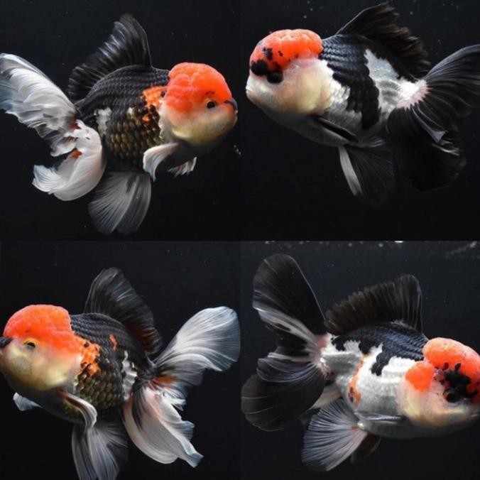 AL Ikan Hias Mas Koki baby Oranda 3colour Grade Fancy Quality