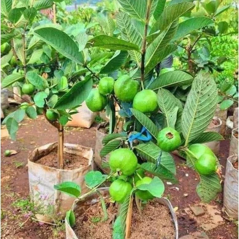 Pohon jambu kristal cangkokan berbuah berbunga Nugi