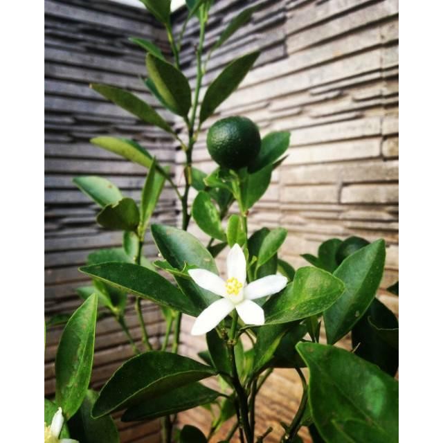 

[Berbuah Rimbun] Bibit Tanaman Buah Jeruk Keep Kip Purut Nipis Lemon Manis Nagami Limo Santang