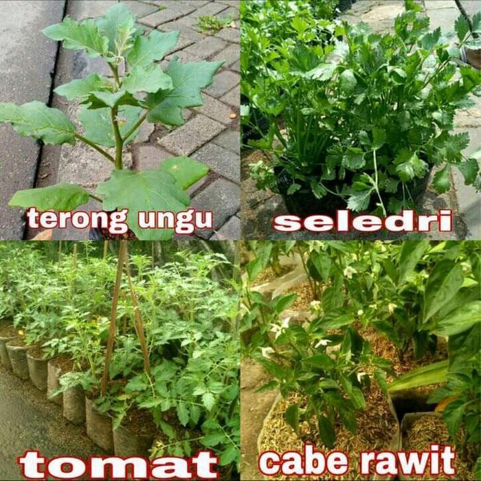 

Paket Hemat 4 Tanaman Sayur/Seledri-Terong-Tomat-Cabe Rawit