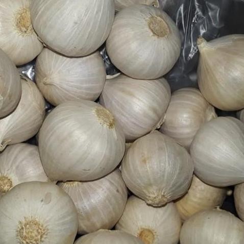 

Diskon! Bawang Putih Tunggal Alami 1kg - Non Campuran
