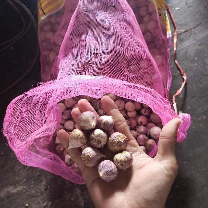 

Diskon! Bawang Tunggal Segar 20kg Jumbo Cocok Fermentasi Black Garlic