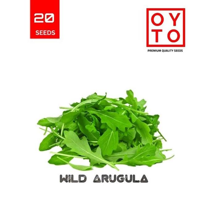 ARUGULA BIBIT TANAMAN HOPONIK F1 ISTIMEWA