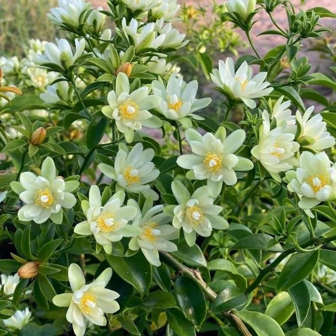 Bibit tanaman Pereskia aculeata ora pro nobis hij ISTIMEWA