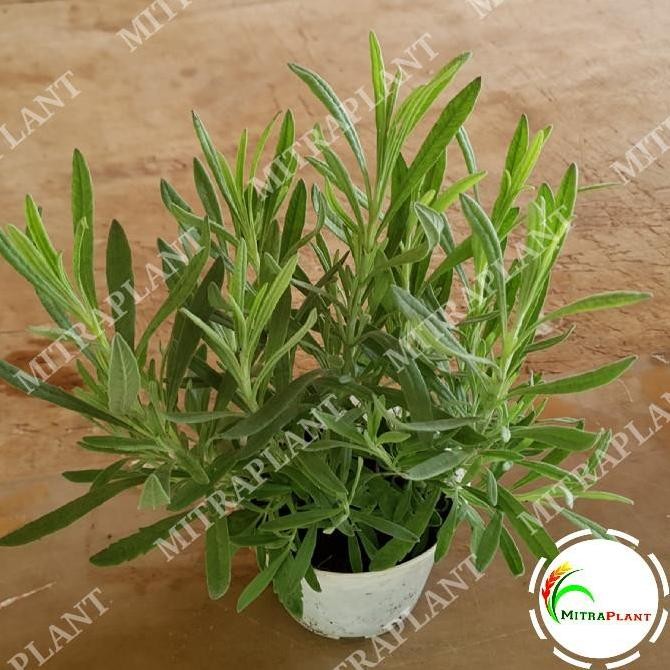 Bibit Pohon Lavender Gold Creek - Tanaman Hias Bunga Lavender Asli BARANG SUPER