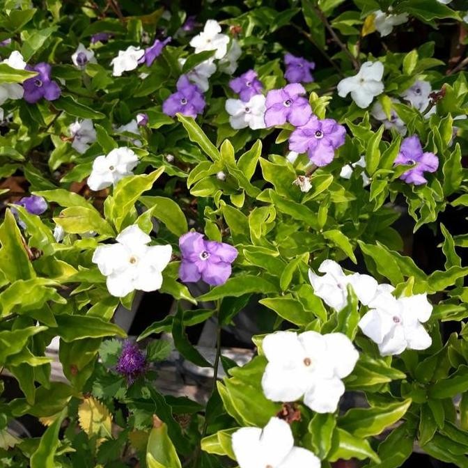 tanaman bunga melati costa - bibit bunga melati costa BARANG SUPER