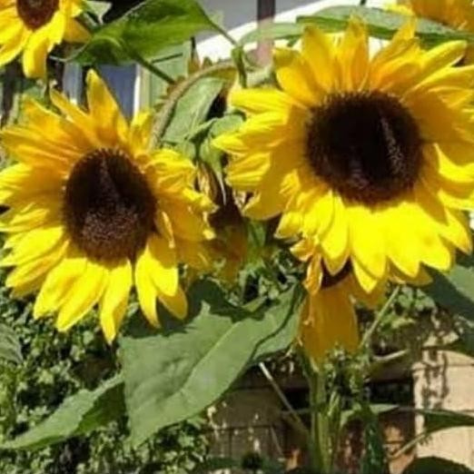 Pohon Bunga Matahari-Bibit Tanaman Bunga Matahari Besar BARANG SUPER