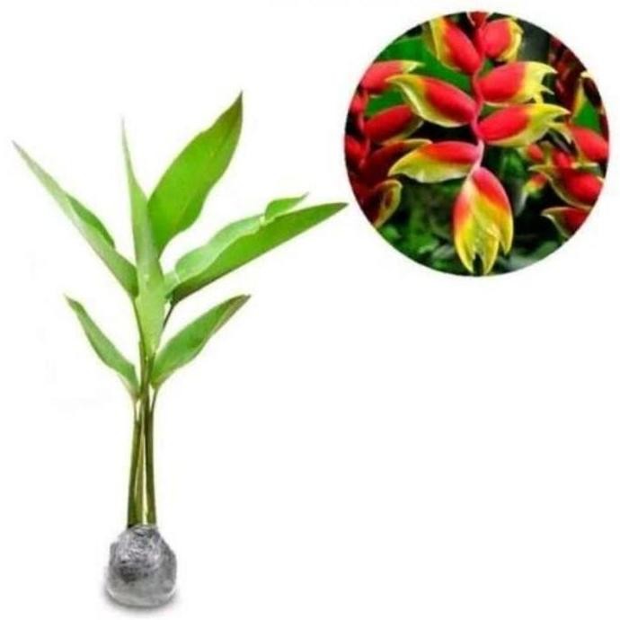 tanaman pohon pisang bali/bibit pohon pisang BARANG SUPER