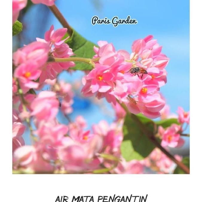 TANAMAN RAMBAT AIR MATA PENGANTIN | BIBIT BUNGA AIR MATA PENGANTIN terbaru