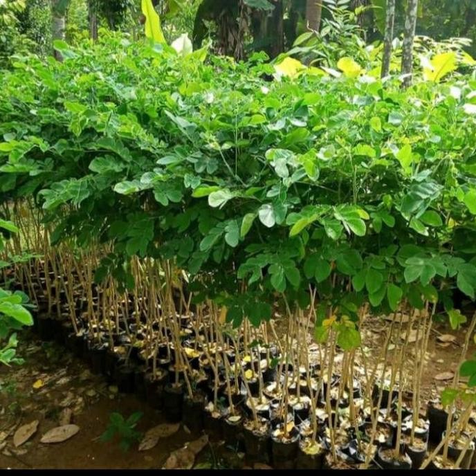 Bibit Pohon Trembesi/ Bibit Tanaman Kayu Trembesi BARANG SUPER