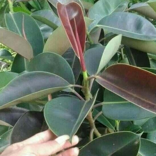 Bibit Tanaman Pohon Karet Kebo Bibit Karet Kebo Merah terbaru