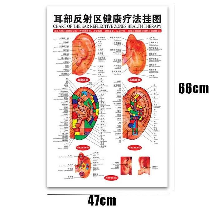 7Pcs Poster Akupuntur Set Gambar Titik Akupuntur Set Laki Laki Pria