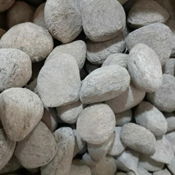 

Diskon! Kepayang / Keluak Pucung 1Kg Asli Kering