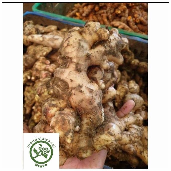 

Diskon! Jahe Gajah Segar 1Kg | Jahe Besar Fresh Rempah Alami