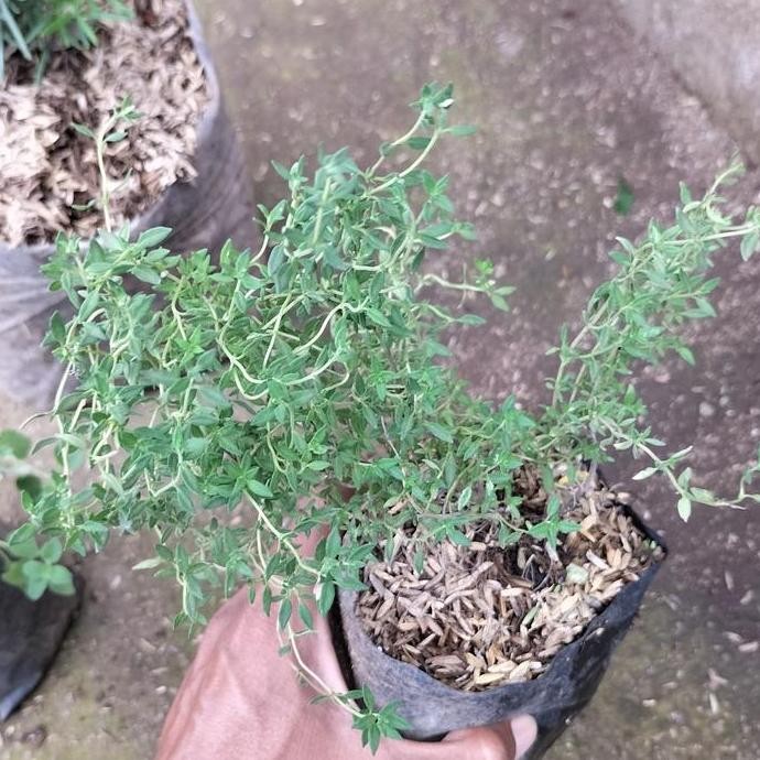 

Diskon! Paket Bumbu Kering 3Pcs: Thyme + Rosemary + Oregano Import