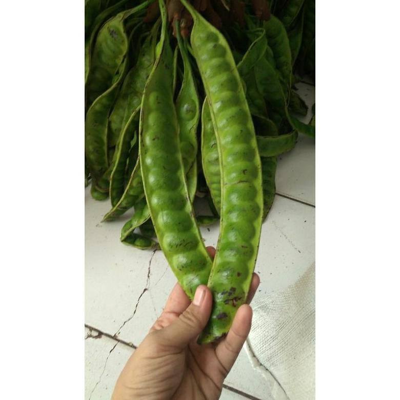 

PETE SUPER PANJANG 10 PAPAN BERGARANSI aSt