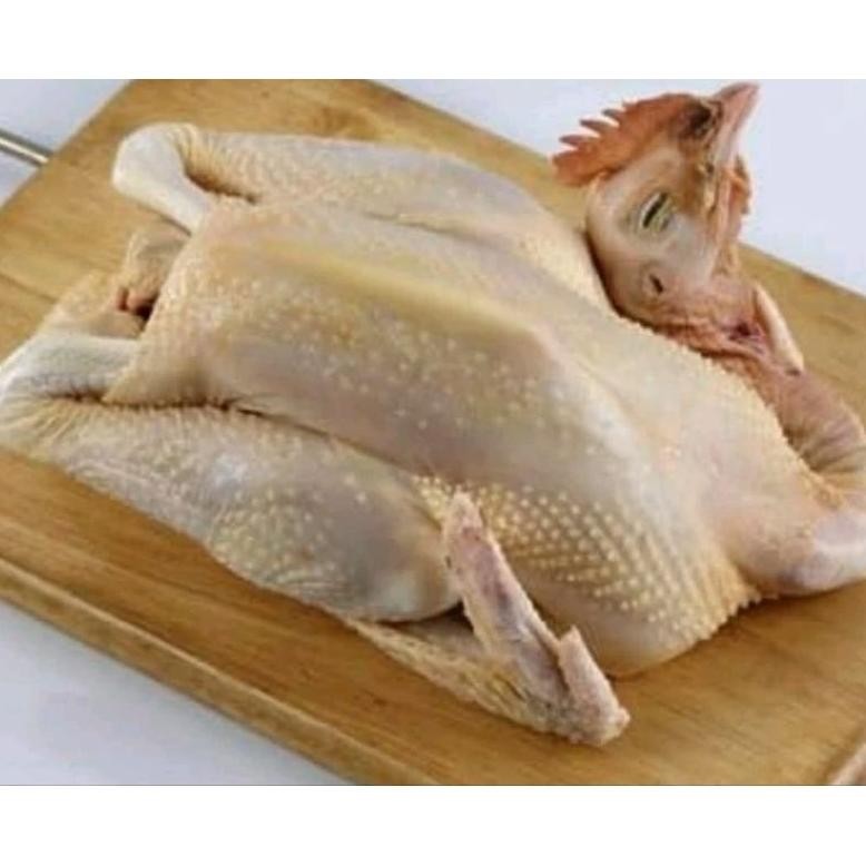 

AYAM PEJANTAN 1 EKOR DAPAT ATI AMPELA / AYAM SEGAR / JAMIN SEGAR BARU POTONG aSt