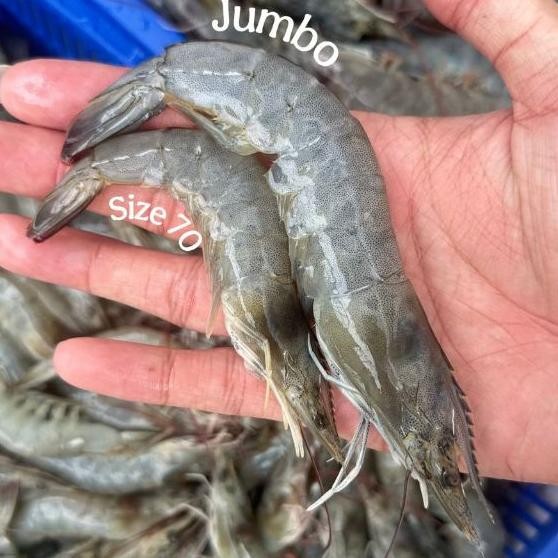 

Udang Segar Vaname 1kg Frozen / Udang Beku Segar aSt