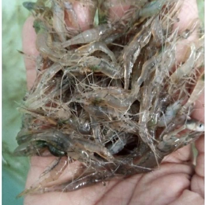 ATS Udang hidup pakan ikan predator