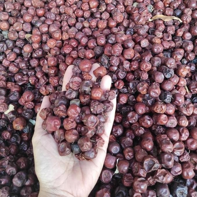 Buah Bidara Arab S Kering Untuk Bibit TBBL21 PREMIUM