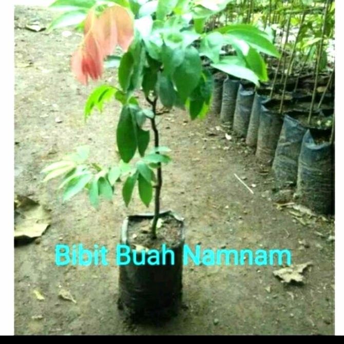 BIBIT TANAMAN BUAH NAMNAM/pohon buah namnam langka PREMIUM