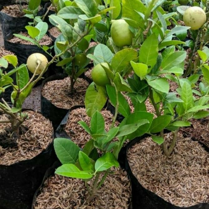 BIBIT TANAMAN BUAH LEMON CALIFORNIA CANGKOK SUDAH BERBUAH PREMIUM