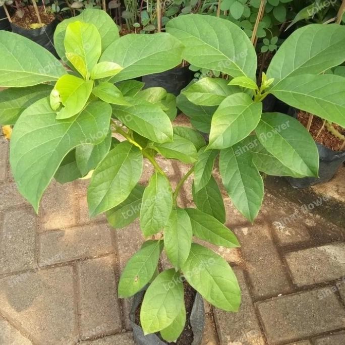 PREMIUM bibit buah alpukat/pohon buah/tanaman buah alpukat mentega