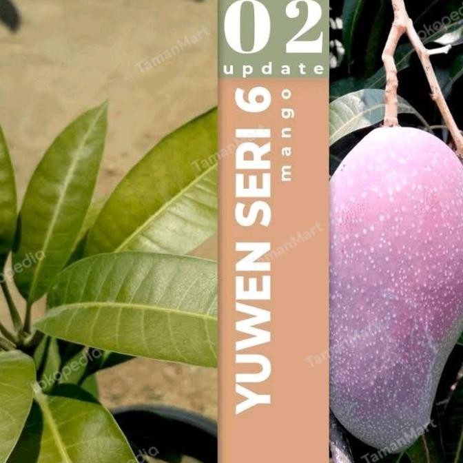bibit mangga yuwen merah seri 6 tinggi 1 meter tanaman buah pohon siap PREMIUM