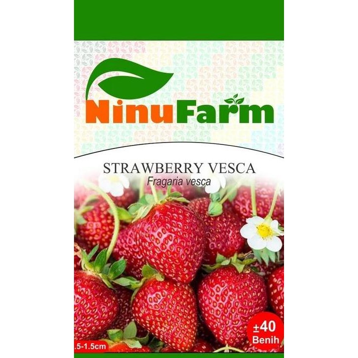 PREMIUM BIBIT BUAH STRBERRY VESCA - NINUFARM - 40 BUTIR